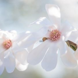 Белые цветы на солнце (66 фото)