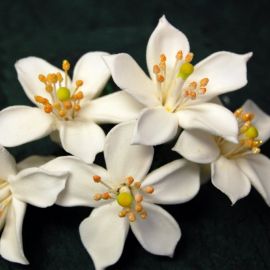 Нероли цветок (63 фото)