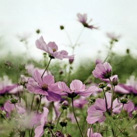 Розовые полевые цветы (63 фото)