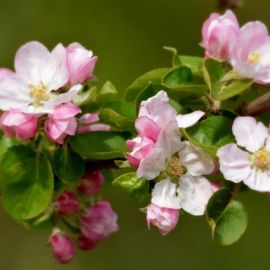 Цветы яблони (62 фото)