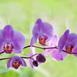 Орхидеи в природе (55 фото)