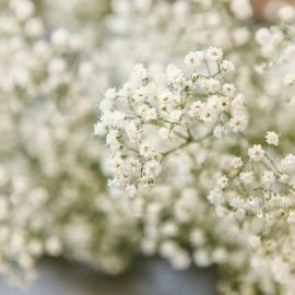 Мелкие белые цветы (74 фото)