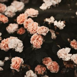 Дримкор цветы (47 фото)