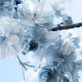 Бело голубые цветы (51 фото)