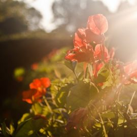 Солнце сквозь цветы (55 фото)