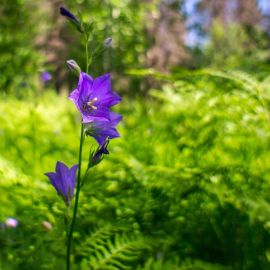 Колокольчик луговой цветок (51 фото)