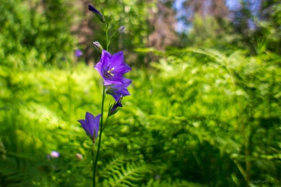 Колокольчик луговой цветок (51 фото)