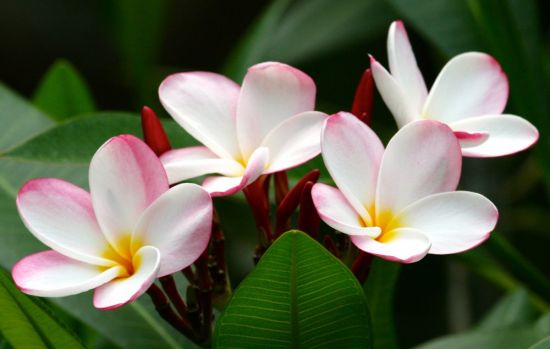 Цветы тайланда (51 фото)