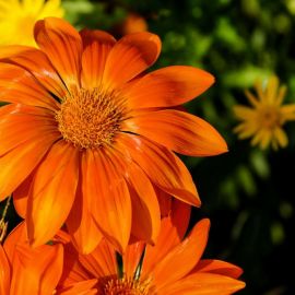Высокие оранжевые цветы (48 фото)