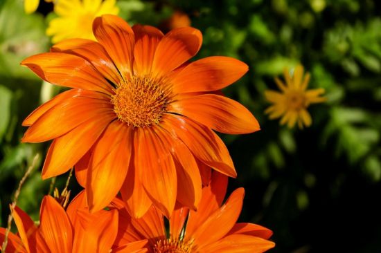 Высокие оранжевые цветы (48 фото)