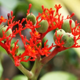 Красный тропический цветок (46 фото)