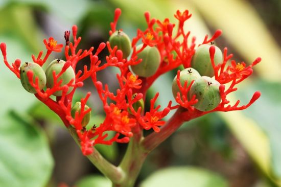 Красный тропический цветок (46 фото)