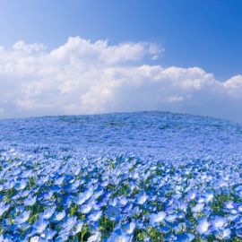 Голубой лен цветы (56 фото)