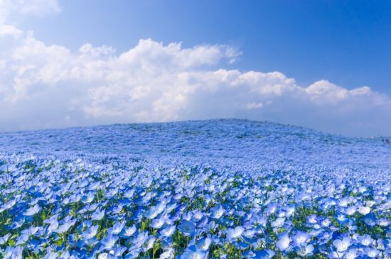 Голубой лен цветы (56 фото)