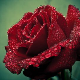 Роза в росе (58 фото)