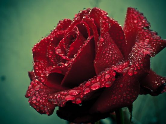 Роза в росе (58 фото)