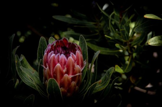 Экзотический цветок протея (56 фото)