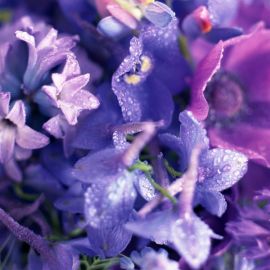 Сине фиолетовые цветы (50 фото)