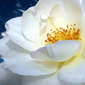 Большой белый цветок (53 фото)