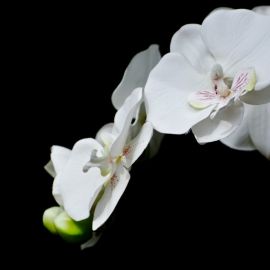 Белые цветы фаленопсис (45 фото)