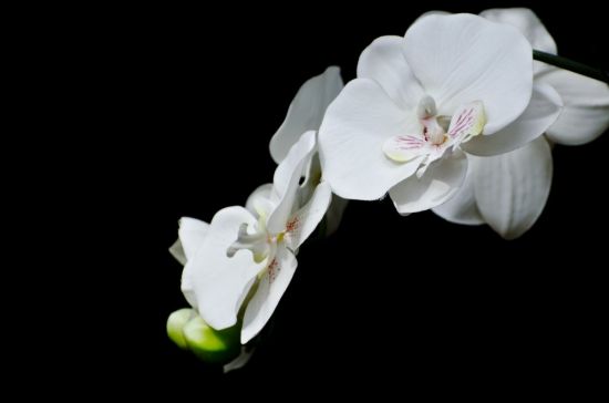 Белые цветы фаленопсис (45 фото)