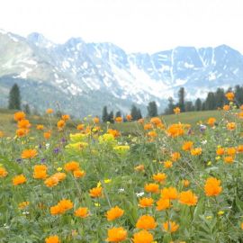 Алтайские огоньки цветы (55 фото)