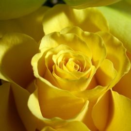 Ярко желтые цветы (48 фото)