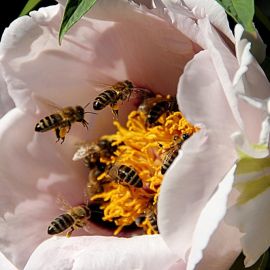 Пчелка на цветке (52 фото)