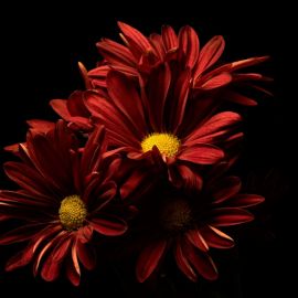 Темно красные цветы (56 фото)