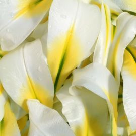 Бело желтые цветы (48 фото)