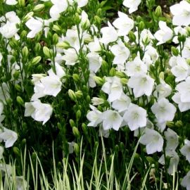 Маленькие белые цветы колокольчики (50 фото)