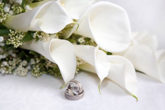 Белая калла цветок (50 фото)