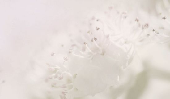 Молочный цветок (43 фото)