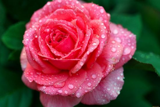 Розовая роза в росе (53 фото)