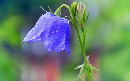 Японский колокольчик цветок (50 фото)