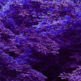 Пурпурная долина (38 фото)