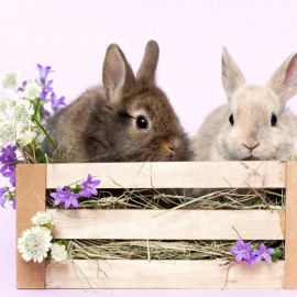 Кролики в природе (50 фото)