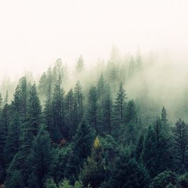 Природа лес деревья (42 фото)