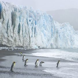 Пингвины на айсберге (51 фото)