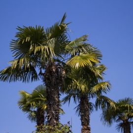 Пальмы в сицилии (40 фото)