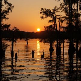 Луизиана природа (52 фото)