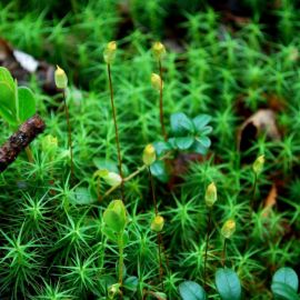 Моховидные растения (50 фото)