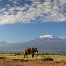 Гора кения в африке (50 фото)