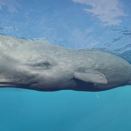 Синий кит в антарктиде (49 фото)