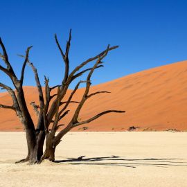 Эндемик пустыни намиб (47 фото)