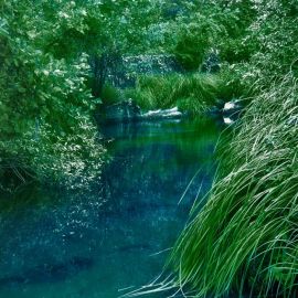 Зеленая вода в реке (38 фото)