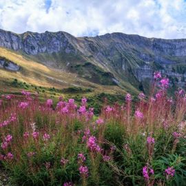 Тропа альпийские луга красная поляна (37 фото)