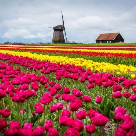 Голландия поля (49 фото)