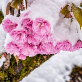 Цветы снежок (69 фото)