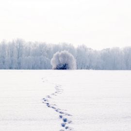 Снежная пороша (48 фото)